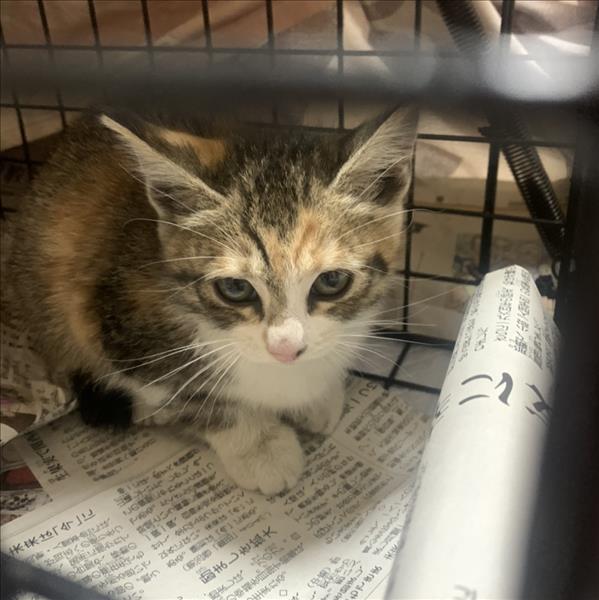 地域猫ボランティア活動(中村)