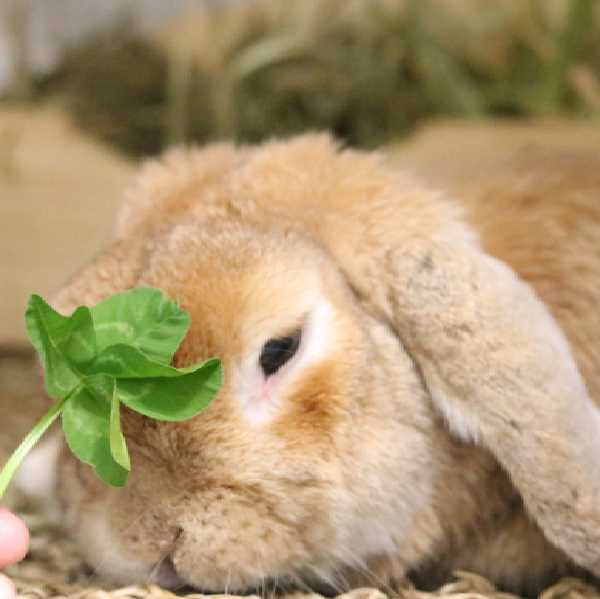 ぴすけの仲間を守り隊 （fortheRABBIT）