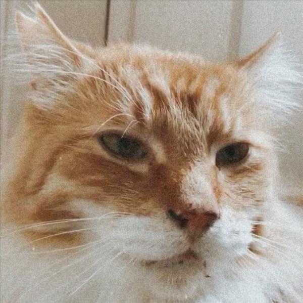 保護したい猫がいる