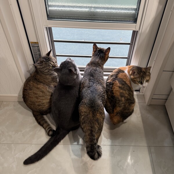 こたろうはうす