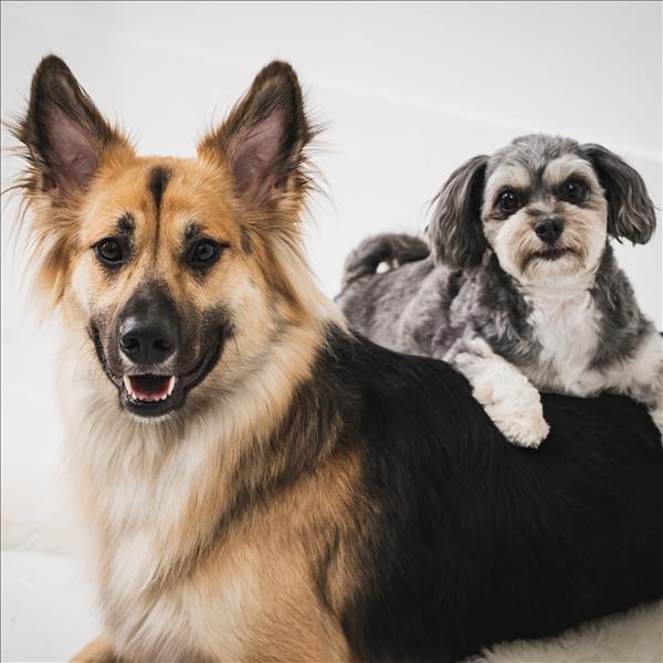 BeSail_Animal ビセイルアニマル  