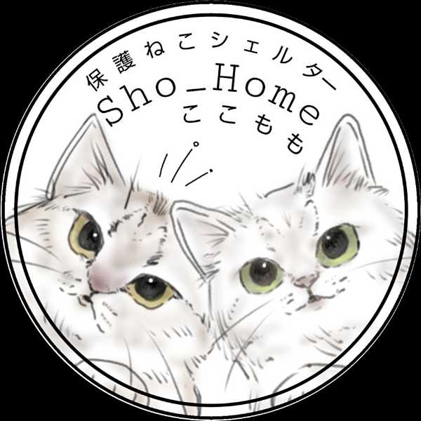 保護猫シェルターSho_Homeここもも